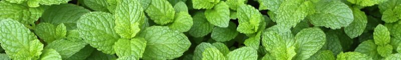 MENTA